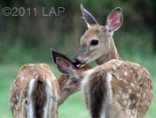 Deer Affection