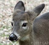 Baby buck