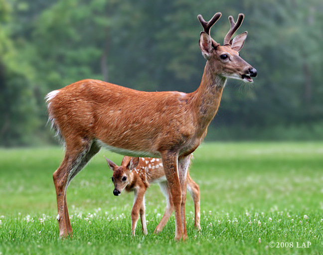 Cayuga Heights Deer