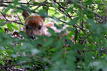 fawn hiding