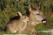 deer and rabbit