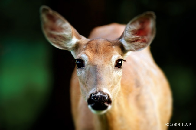 Deer