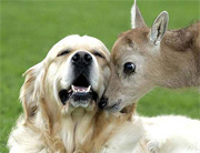 dog and fawn