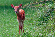 fawn