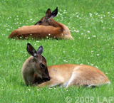 deer in grass